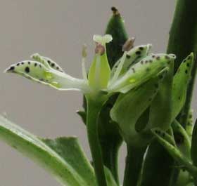 雌性期のアケボノソウの花　横から見たところ