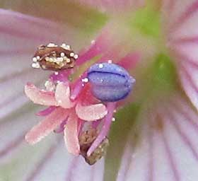 ゲンノショウコの花　花粉が柱頭についている　拡大