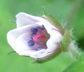 開きかけのゲンノショウコの花