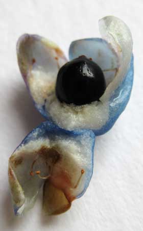 青いイシミカワの実の花被を剥がすと、果皮は白くて肉厚。中に黒くて丸いツヤのある痩果が入っている