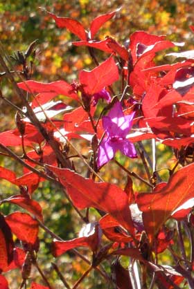 冬芽をつけた美しく紅葉したミツバツツジが季節はずれの花を咲かせている