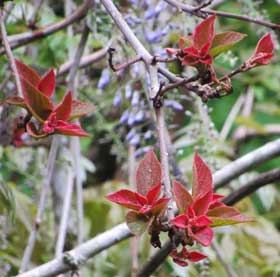 枝先に花が咲いているように目立つアカメガシワの赤い若葉
