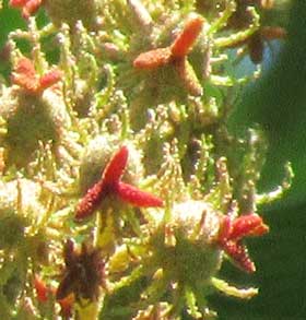 赤くなったアカメガシワの雌花の柱頭