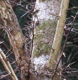鋭い棘の多いサイカチの木