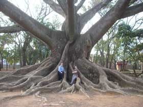 人が小さく見える巨大な板根のカポック（パンヤノキ）の巨木