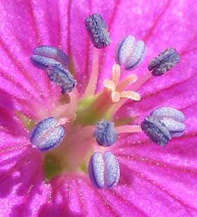 赤花タイプのゲンノショウコの花のしべ部分