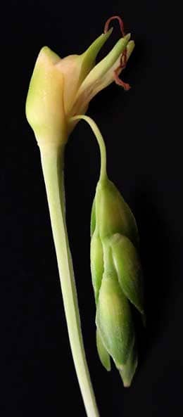 ジュズダマの苞葉鞘の中の雌花と雄花