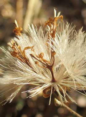 ドライフラワー状のコウヤボウキの冠毛の中に残る筒状花
