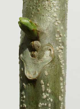 主芽の下に副芽らしきものが２つ見られるムクロジの葉痕の様子