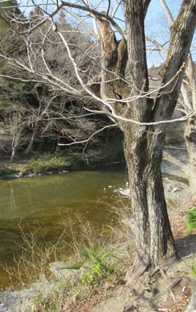 河原に自生する大きなオニグルミの木