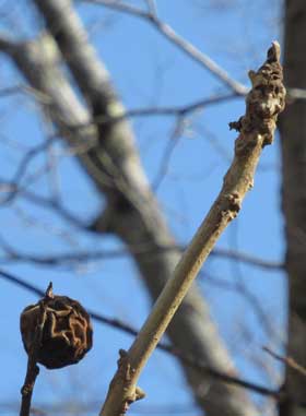 真冬に枝先に残るオニグルミの実と羊顔の葉痕