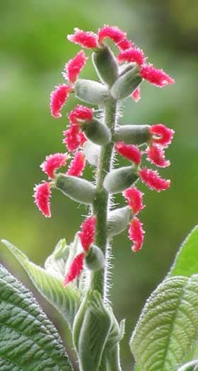白い毛に覆われたオニグルミの赤い色の柱頭が目立つ雌花と新葉