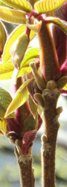 かわいい葉痕とフカフカした芽吹きが魅力的なオニグルミ