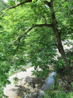 川沿いに自生するオニグルミの木