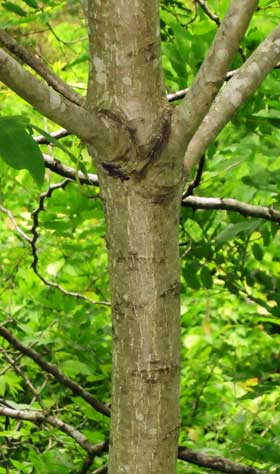 オニグルミの成木の幹と樹皮