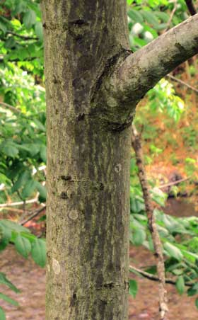 オニグルミの若い成木の幹