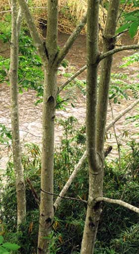 まっすぐ伸びるオニグルミの若い成木の幹
