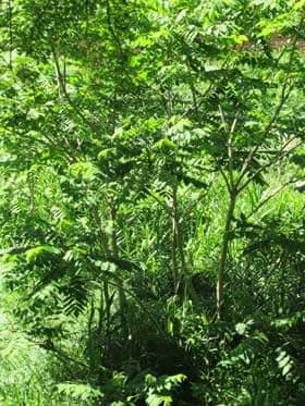 河原沿いに見られるオニグルミの幼木の群落