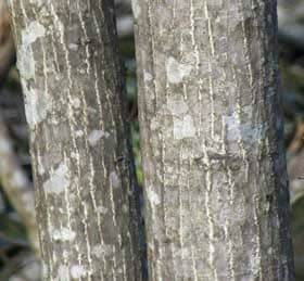 オニグルミの成木の樹皮