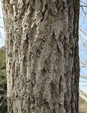 オニグルミの老木の幹肌