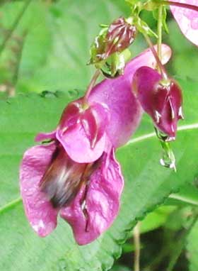 ツリフネソウの花の中に潜り込むハナバチ