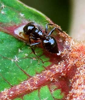 アカメガシワの腺点で蜜を吸うアリと星状毛