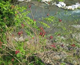 カジカガエルの鳴く渓流沿いで見られるアカメガシワの美しい芽吹き