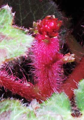 紅色の毛に覆われた出始めたばかりのユキノシタの花茎