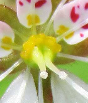 雌性期のユキノシタの花の柱頭