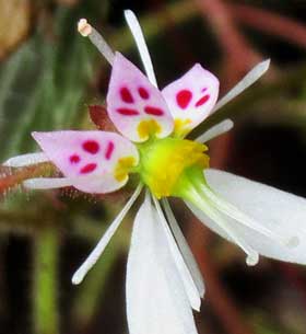 雄蕊から葯が落ちて雌性期のユキノシタの花