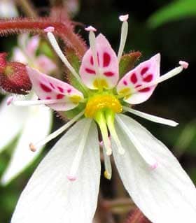 雄性期から雌性期のユキノシタの花