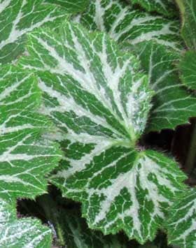 緑色に白い筋状の斑の入るユキノシタの葉