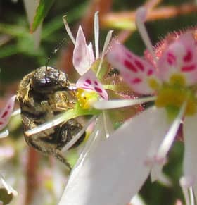 ユキノシタの蜜を吸う花粉まみれのハチかアブの仲間