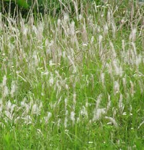 チガヤの白い穂がなびく草原