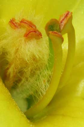 ビロードモウズイカの花の蕊部分