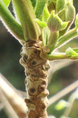 芽吹き後のオニグルミのかわいい動物顔をした葉痕