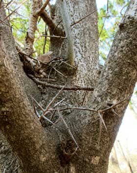 サイカチ大木の鋭い棘