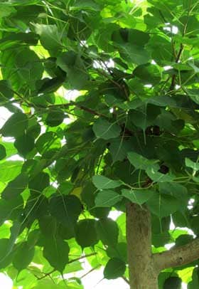 インドボダイジュの木