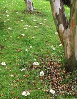 地面に落ちたたくさんのナツツバキの白い花