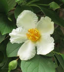 白いシャラノキの花